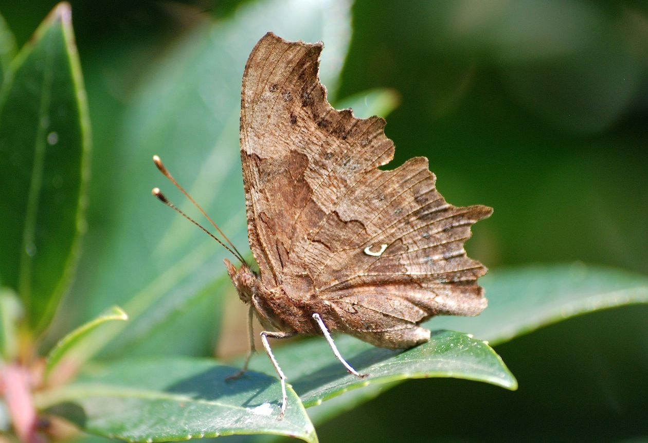 Polygonia c-album